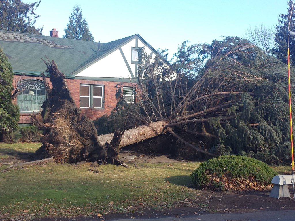 A large pine tree has fallen over in the yard of a house. Its roots are lifted high in the air.