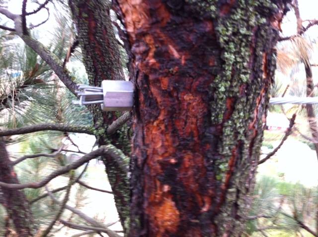 The stem of a pine tree has a cable place through the center, secured by a metal bolt.