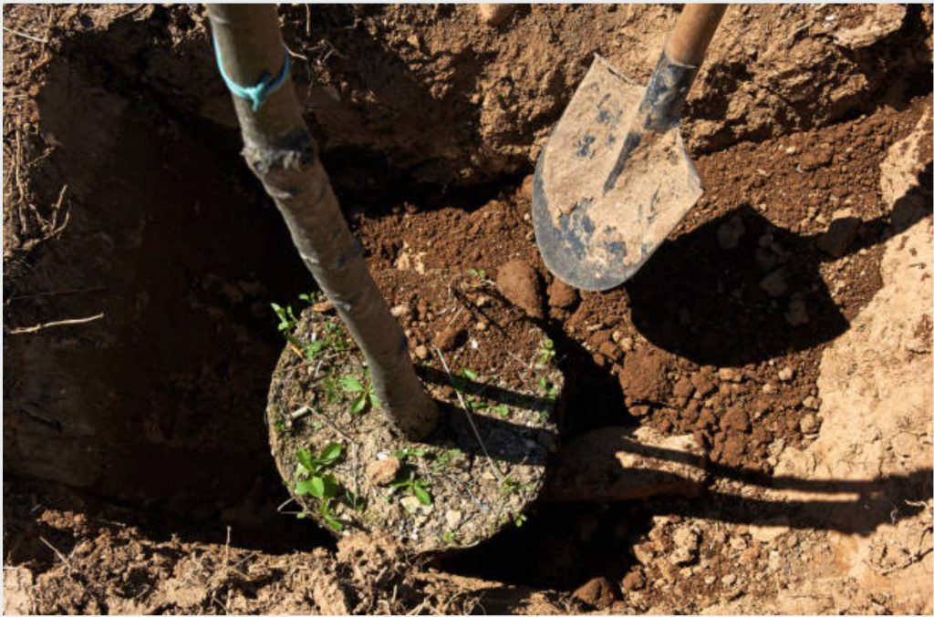 A thin tree trunk and its root ball are sitting in a hole. A shovel is visible.