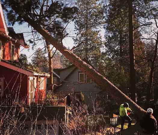 A man with a chainsaw is making a cut at the base of a pine tree leaning over a house.