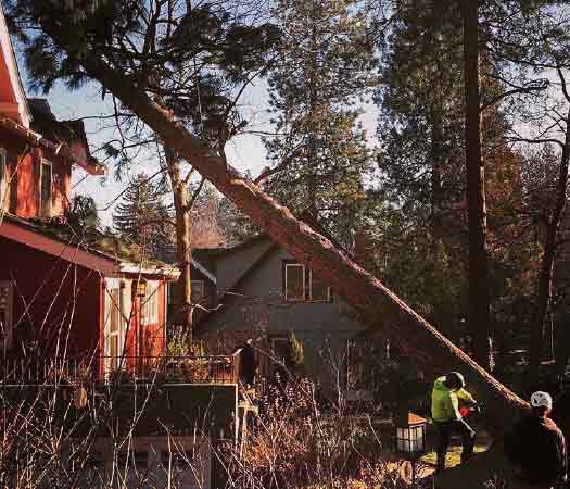 A man with a chainsaw is making a cut at the base of a pine tree leaning over a house.